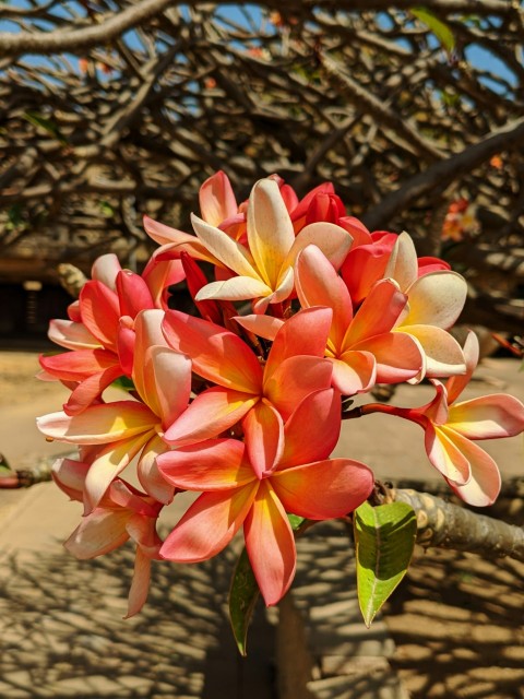 a close up of a flower on a tree branch