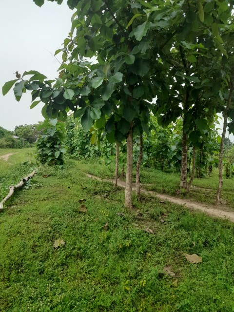 a row of trees in a field