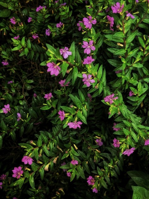 purple petaled flowers close up photography