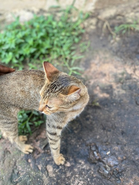 a cat walking on a rock