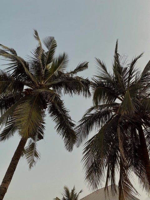 a couple of palm trees that are next to each other