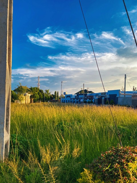 a field of tall grass with power lines in the background