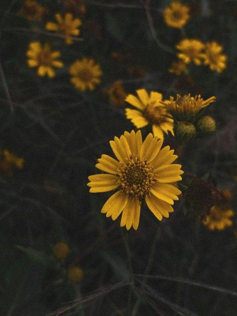 a group of yellow flowers sitting on top of a lush green field