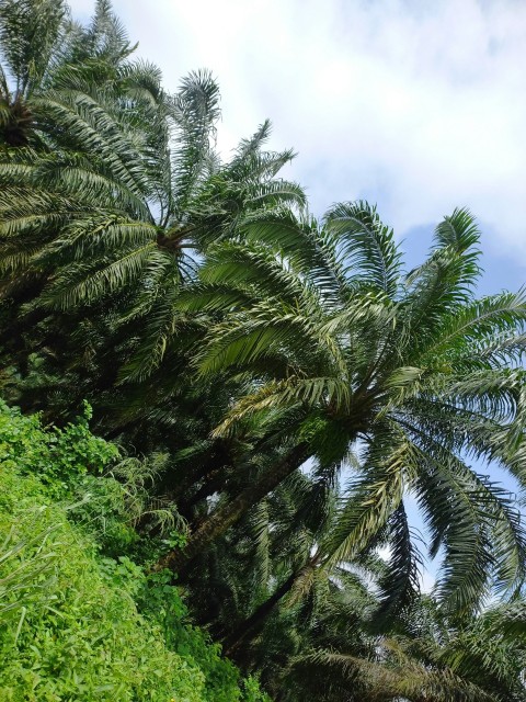 a group of palm trees next to a lush green hillside