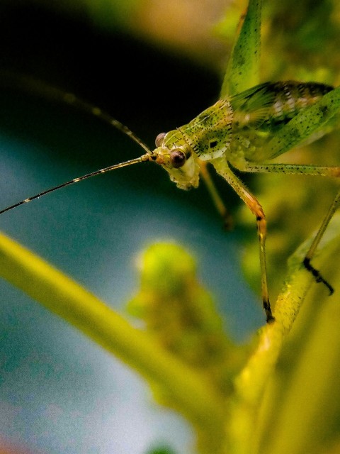 green grasshopper perched on green leaf in close up photography 4Fz9u8A