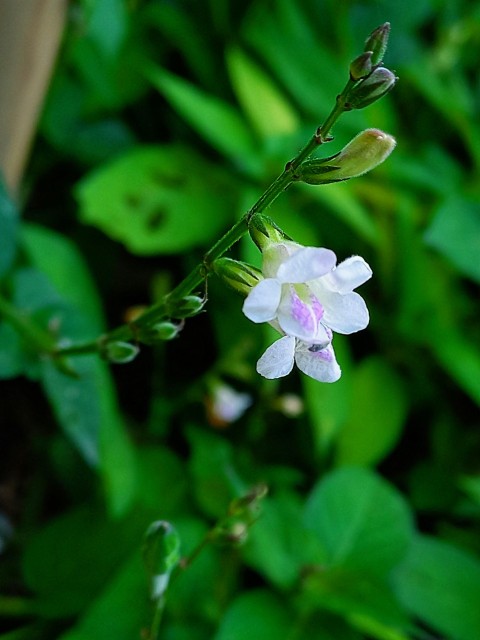 a white and pink flower with green leaves in the background