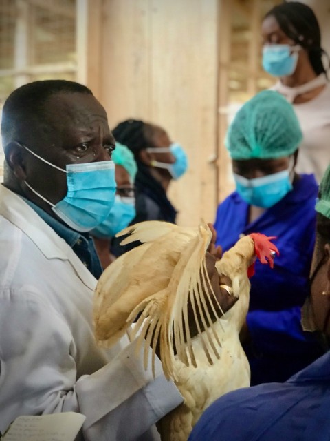 a group of people wearing masks and holding chickens