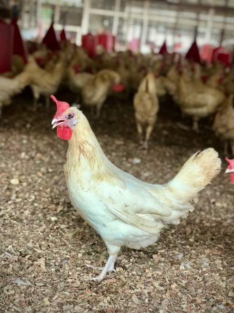 a group of chickens standing on top of a dirt field