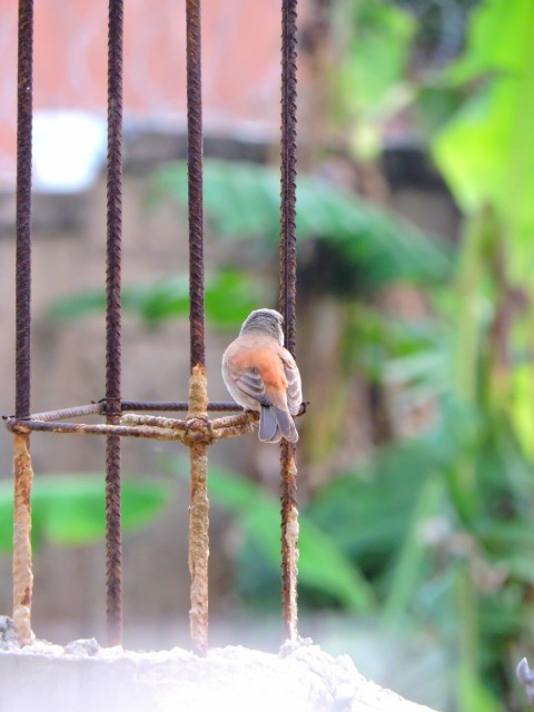 brown bird on brown metal fence during daytime UxB3