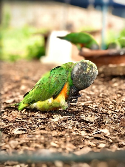 a green and orange bird standing on top of a pile of leaves BN7Z5zH