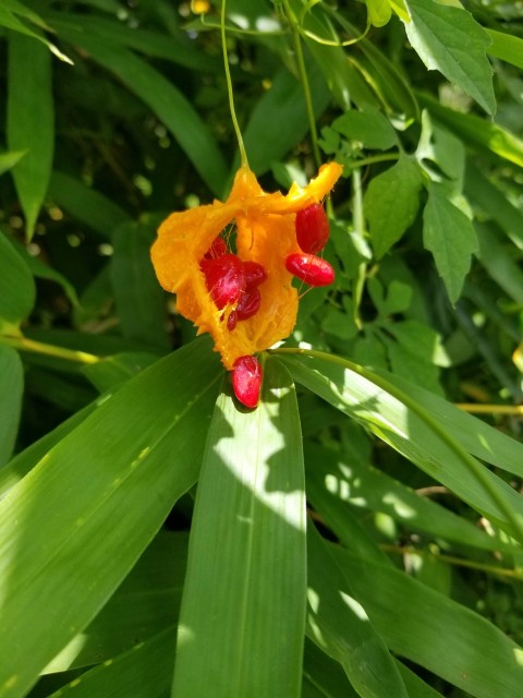 a yellow and red flower sitting on top of green leaves