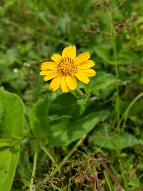 a single yellow flower sitting in the middle of a field  fNu