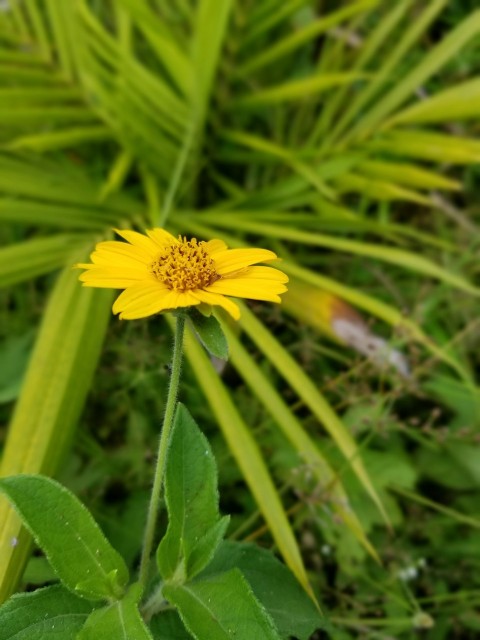 a yellow flower with green leaves in the background