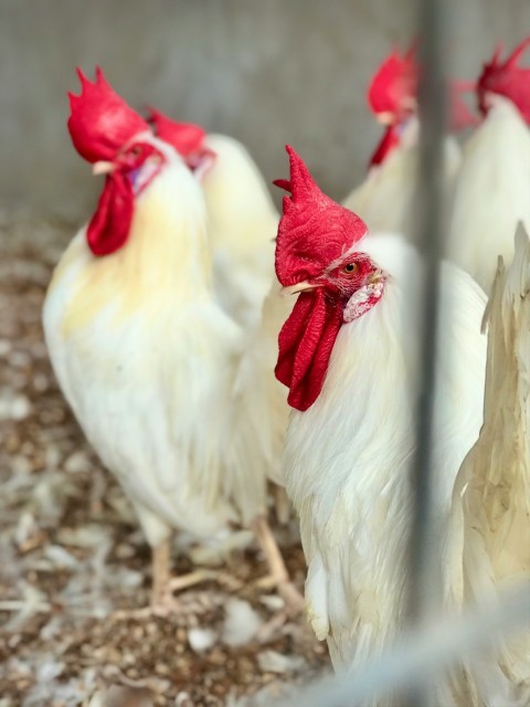 a group of white chickens standing next to each other YWi5po