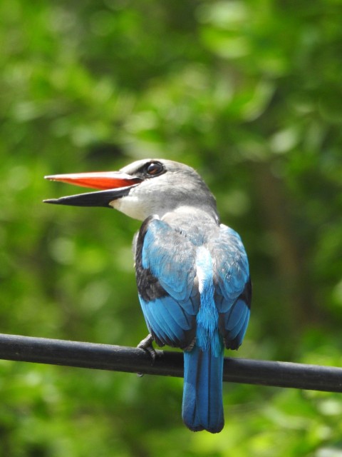 blue and black bird on black metal bar during daytime