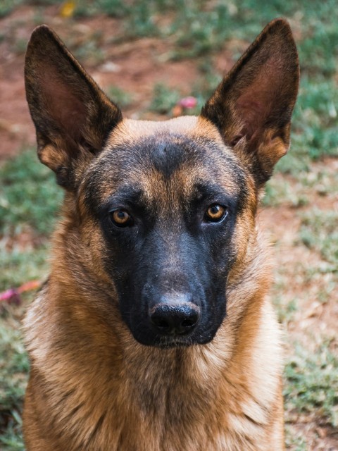 a brown and black dog sitting on top of a grass covered field