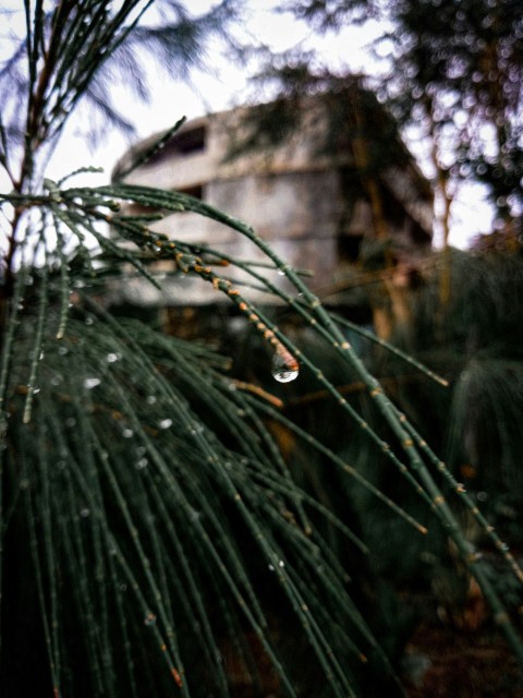 a close up of a pine tree with a house in the background