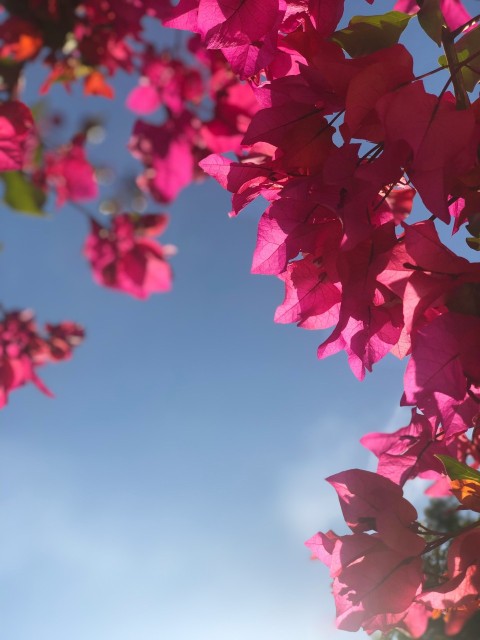 pink and white flowers under blue sky during daytime