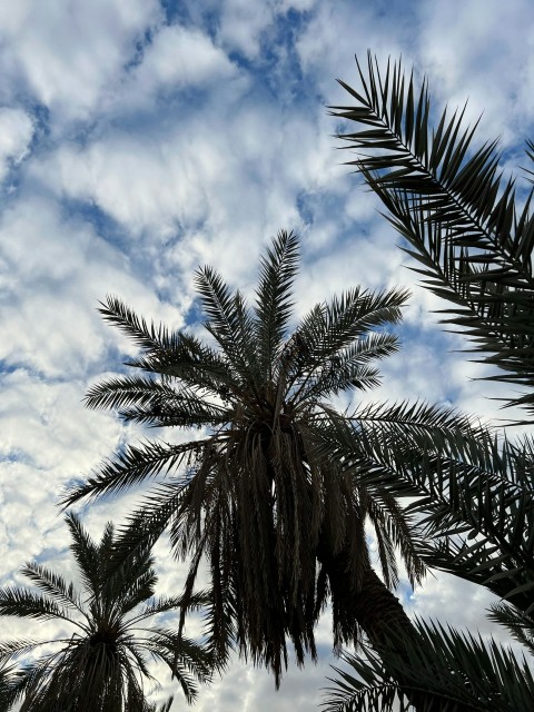 a palm tree with a cloudy sky in the background SK2