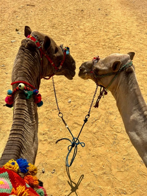 a couple of camels with colorful cloths on their heads