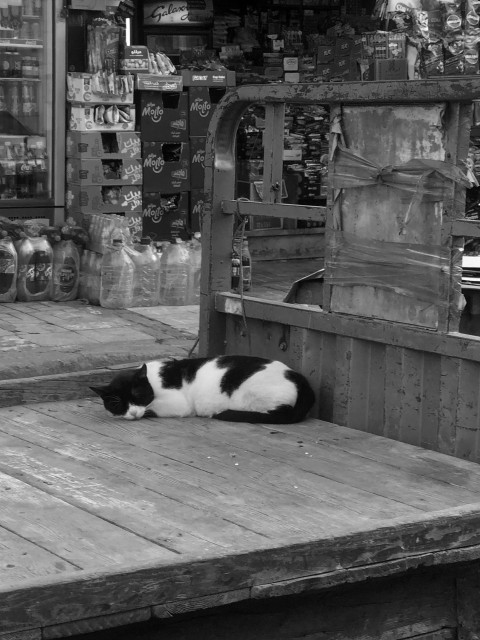 a black and white cat laying on top of a wooden bench X79XVgvXe