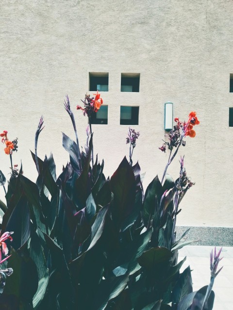 a plant with red flowers in front of a building FiIBDSJfB