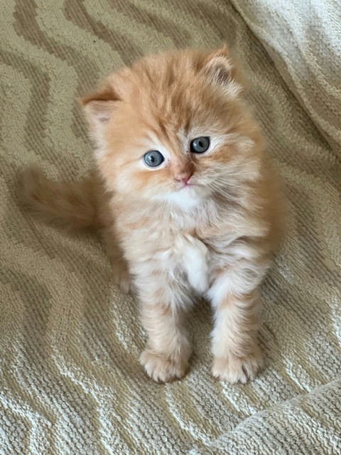 a small orange kitten sitting on top of a bed tfjaDFKsY