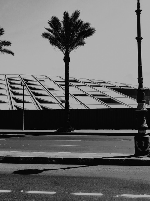 a black and white photo of a building with palm trees