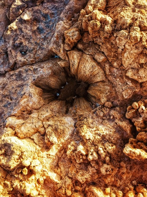 a close up of a rock with a plant growing out of it