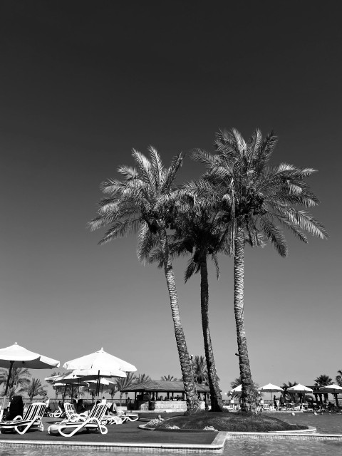 a couple of palm trees sitting next to a swimming pool