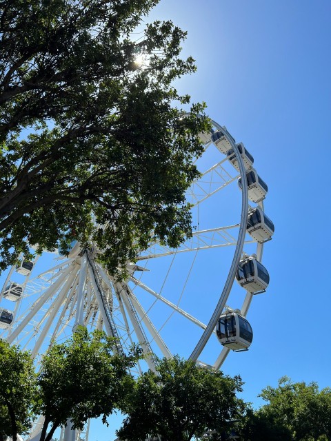 a large ferris wheel sitting next to a tree