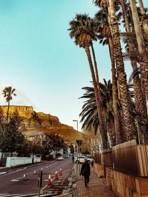 man walking beside palm trees