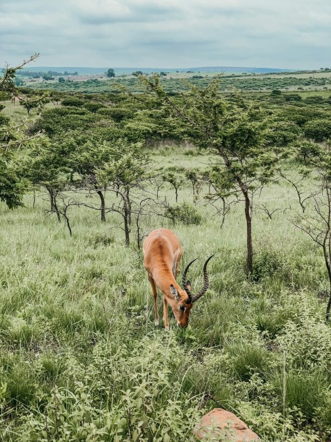 brown deer on green grass field during daytime