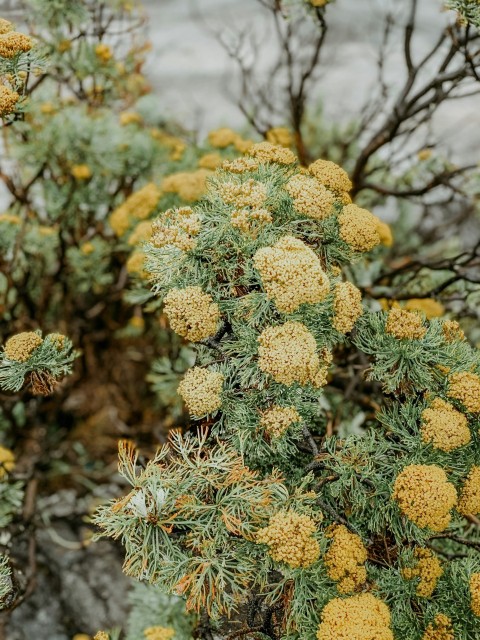 yellow flowers in tilt shift lens xlJ9e