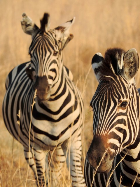 a couple of zebra standing next to each other on a field