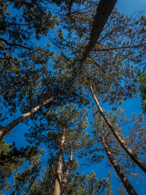 looking up at the tops of tall pine trees 0h