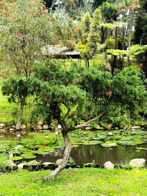 green trees on green grass field near body of water during daytime