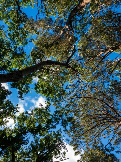 looking up at the tops of tall trees