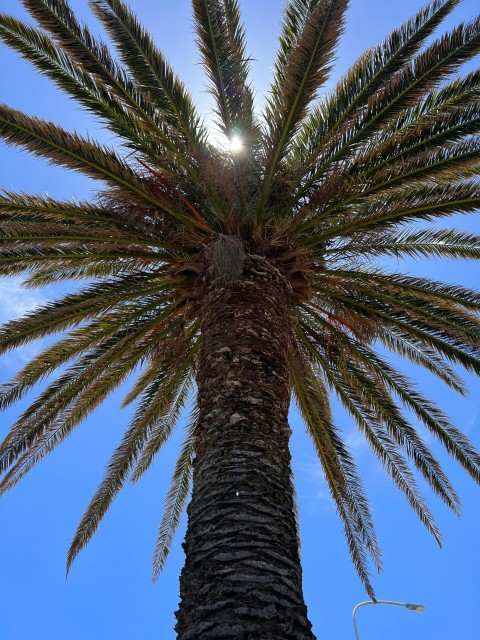 a tall palm tree with a blue sky in the background 6S