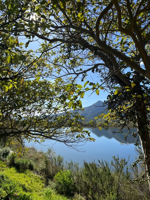 a bench sitting under a tree next to a body of water