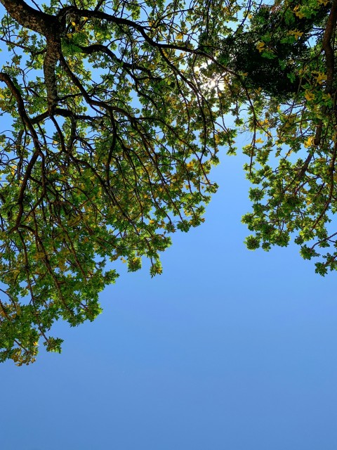 green tree under blue sky during daytime dMeEncd