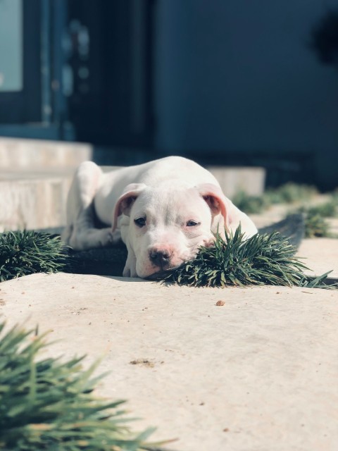 a dog lying on the ground