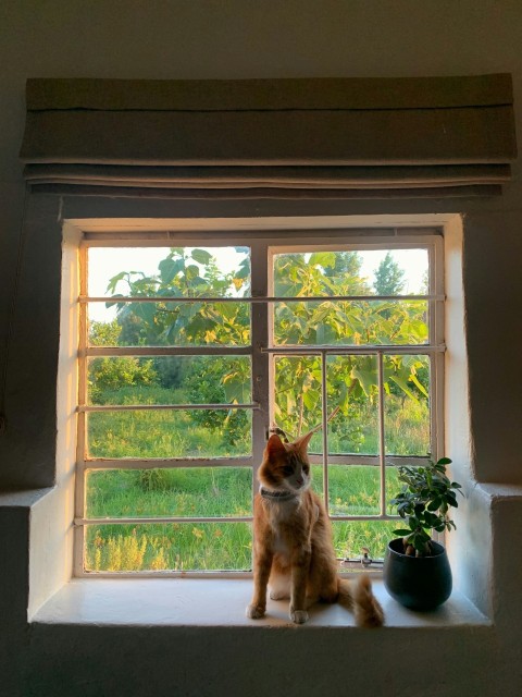 a cat sitting on a window sill next to a potted plant