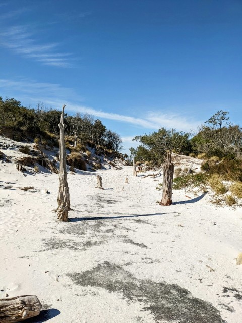 a sandy beach with trees and blue sky xJ1k