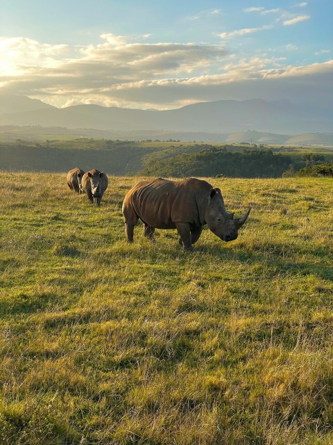 a rhinoceros and rhinoceros grazing in a field