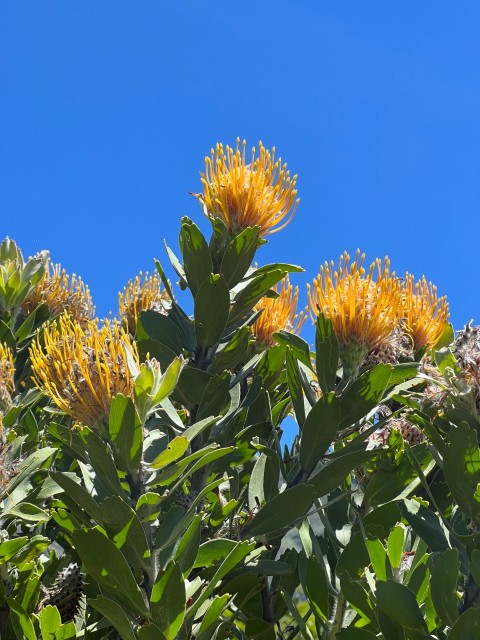 a tree with yellow flowers and green leaves