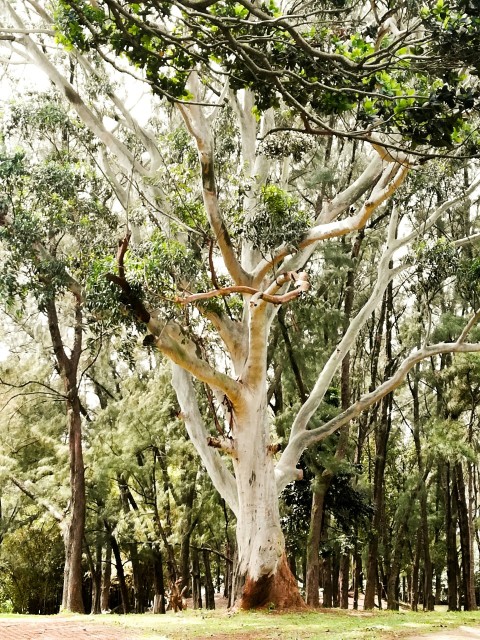 green and brown tree during daytime fIcLkAUcB