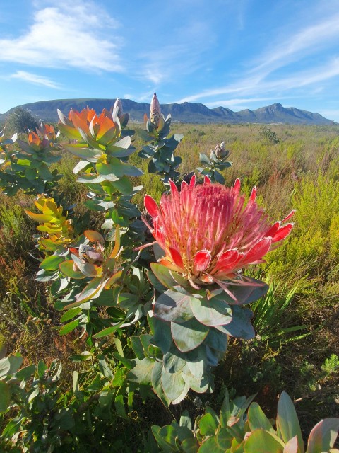 a group of flowers