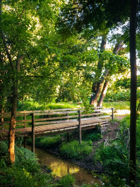 a wooden bridge over a small stream in a forest