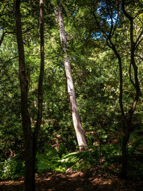 a forest filled with lots of tall trees